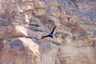 Turkey Vulture, a migratory bird, flying above the Green River in Desolation Canyon in August of 2020 by BLMUtah is available through Public Domain.